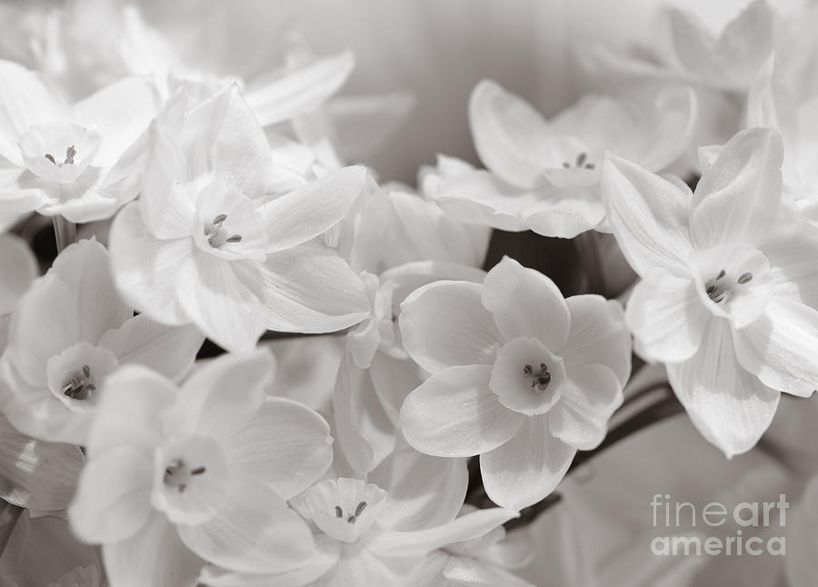 Paper Whites Bouquet Photograph by Tamara Becker