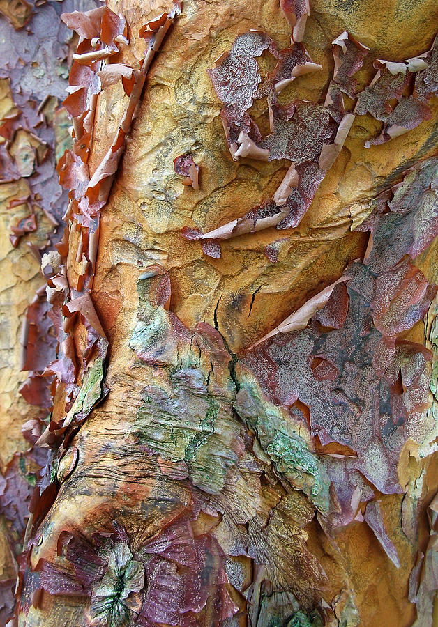 Abstract Photograph - Paperbark Abstract by Jessica Jenney