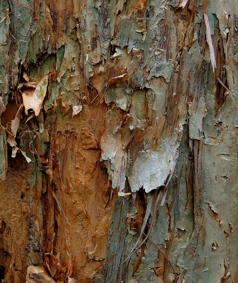 Paperbark Abstract number two Photograph by Denise Clark
