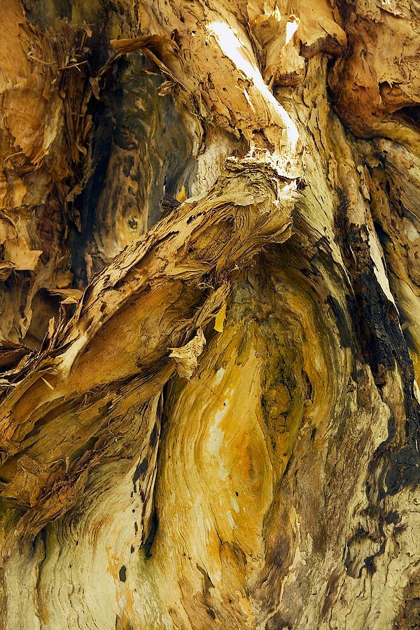 Paperbark Tree Abstract Photograph by Stuart Litoff