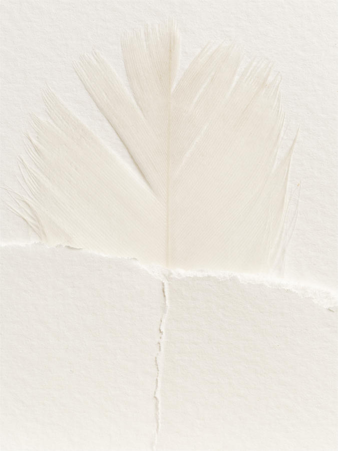 Papered Feather Photograph by Stoney Stone
