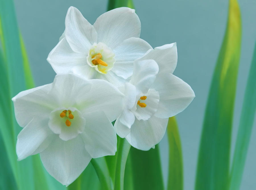 Paperwhite Narcissus Flower Photograph by Nina Bradica