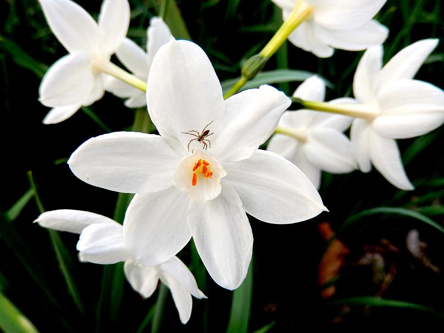 Flower Photograph - Paperwhites and Spider at Brookgreen Gardens in South Carolina by Janet Rae-Dupree