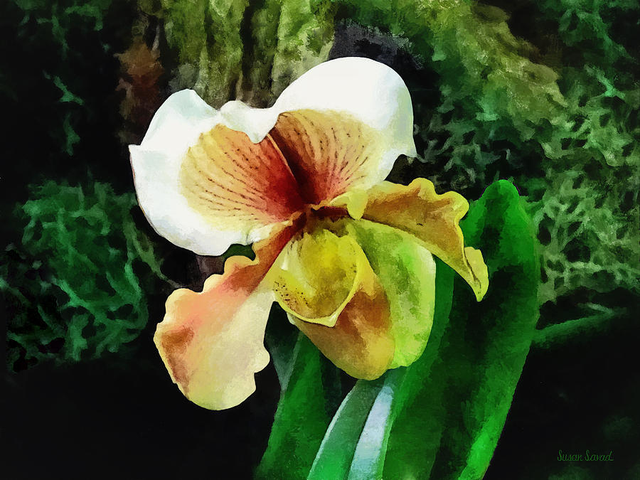 Orchid Photograph - Paph Hellas Westonbirt Orchid by Susan Savad