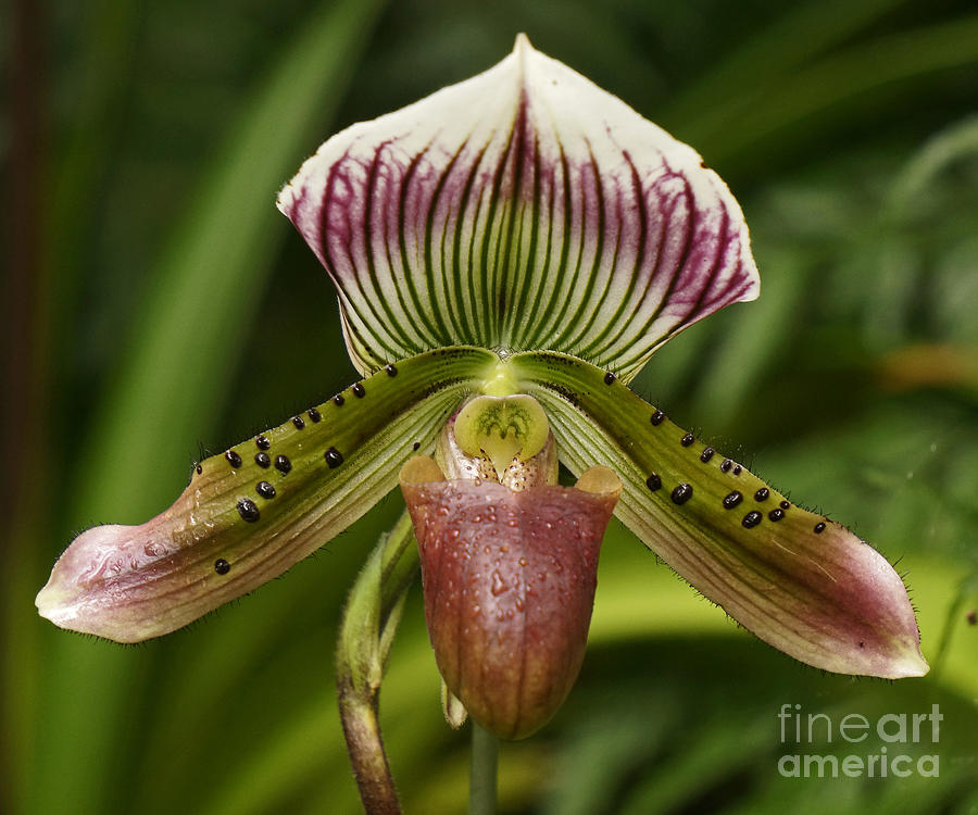 Orchid Photograph - Paphiopededilium Orchid by Inge Riis McDonald
