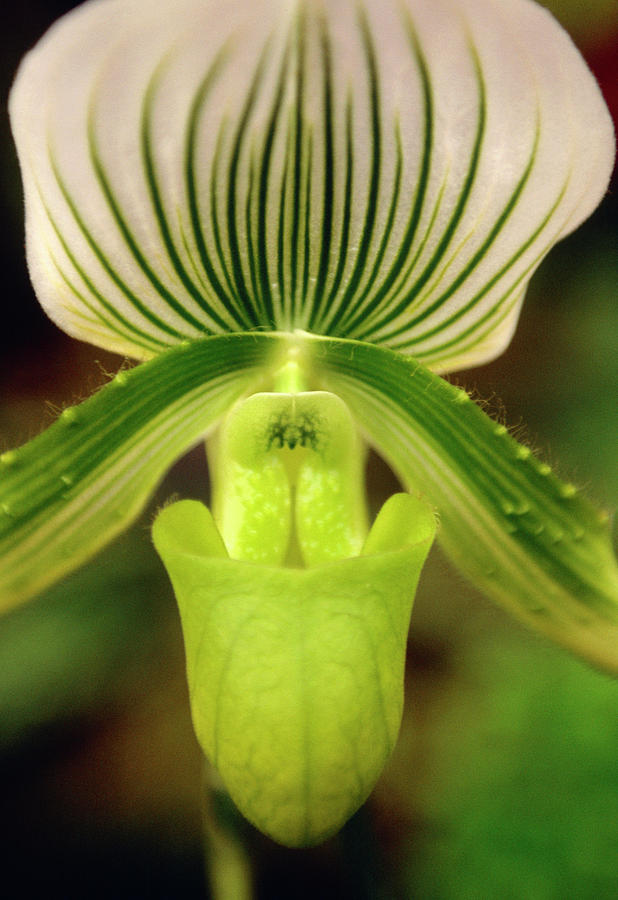 Orchid Photograph - Paphiopedilum clare De Lune by Rachel Warne/science Photo Library