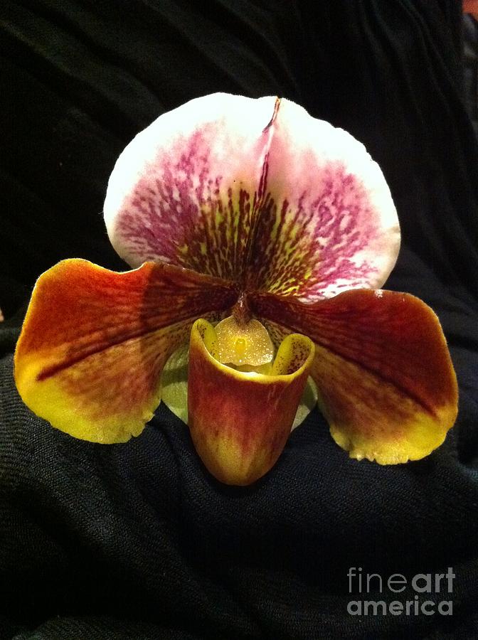 Paphiopedilum in Bloom Photograph by Nona Kumah