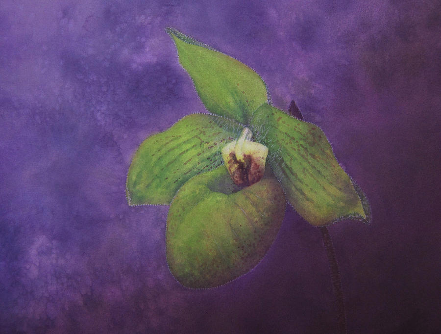Orchid Painting - Paphiopedilum Norito Hasegawa by Robin Street-Morris