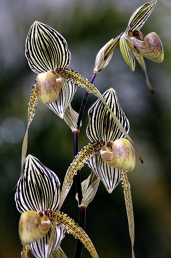 Paphiopedilum Orchid Photograph by Winston D Munnings