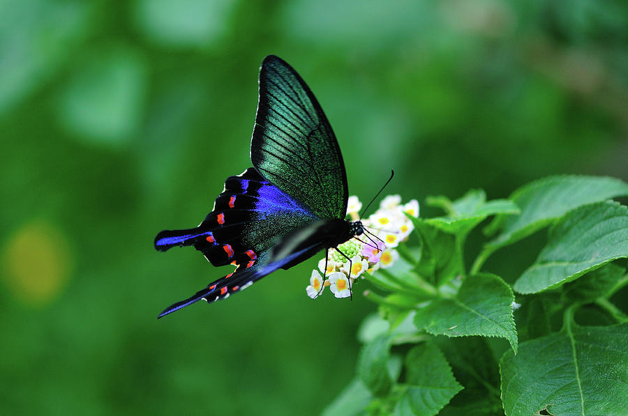 Papilio Bianor Butterfly Photograph by Takeshi.k