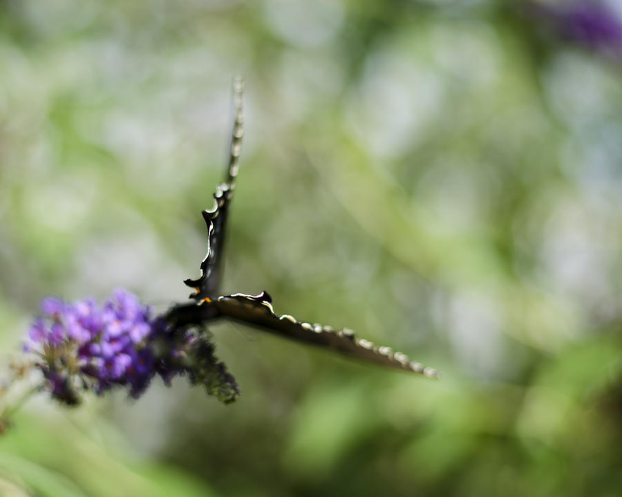 Papilio troilus Photograph by Heather Applegate