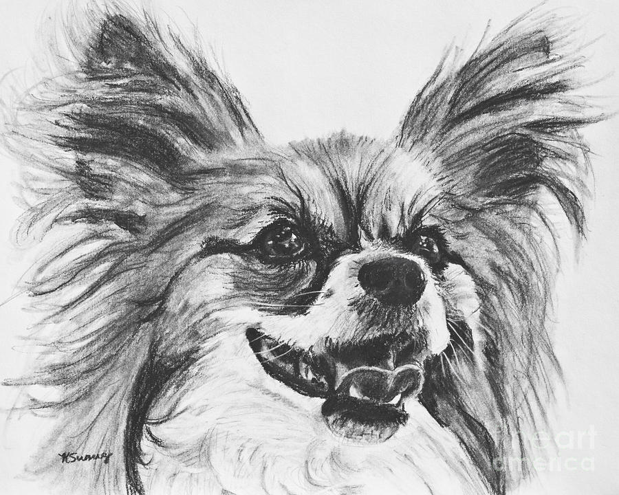 Invalid Millimeter lay off Papillon Dog Drawing Drawing by Kate Sumners - Fine Art America