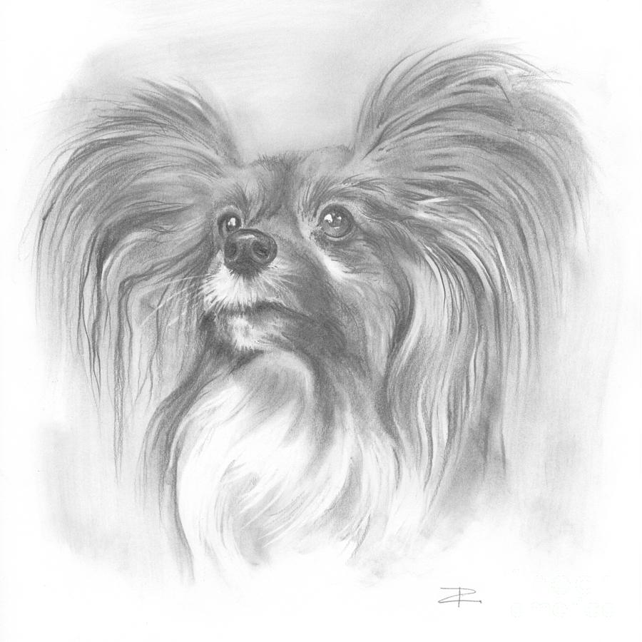 Black And White Drawing - Papillon by Paul Davenport