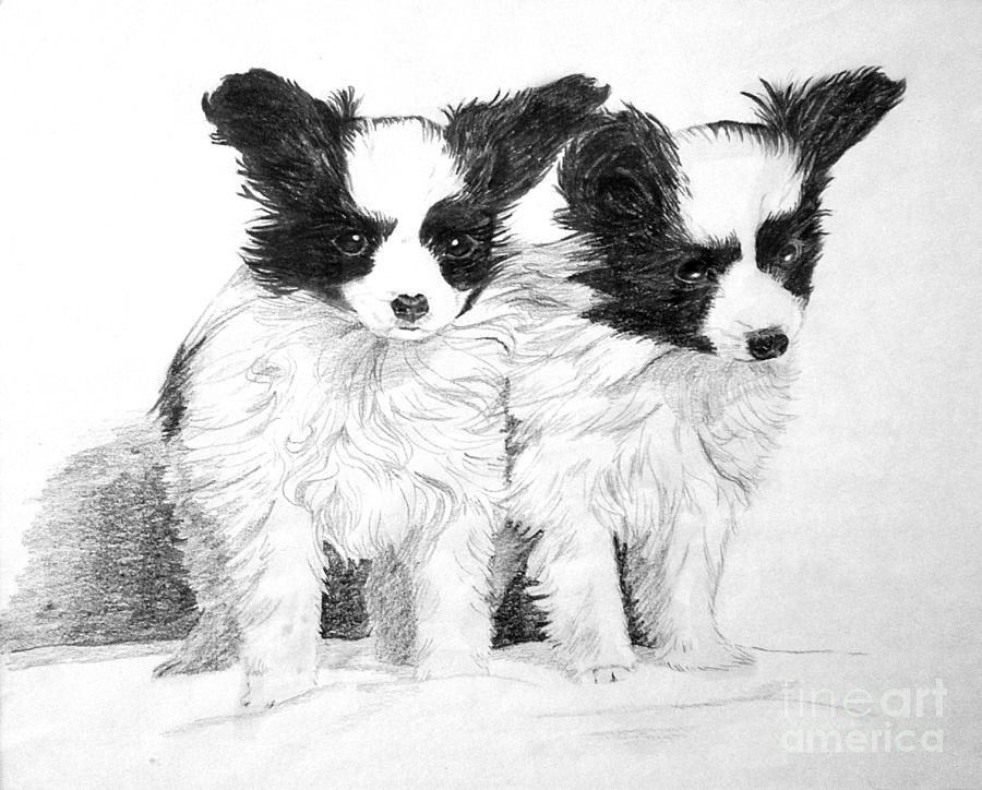 I'm sleepy Airing Proverb Papillon Puppies Drawing by Shirley Miller - Fine Art America