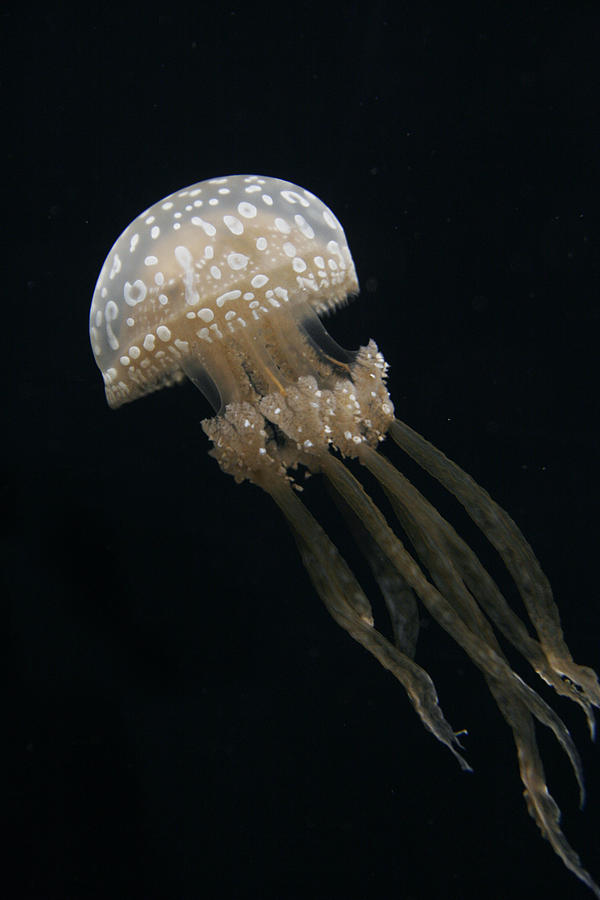 Papuan Jellyfish Photograph by Hiroya Minakuchi