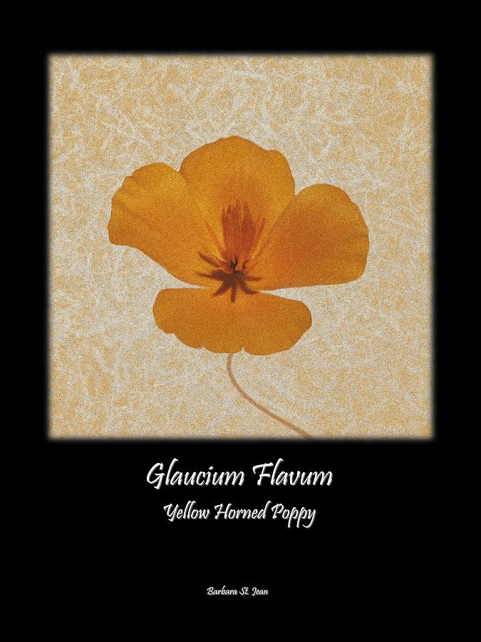 Papveraceae Poppy Poster 2 Digital Art by Barbara St Jean