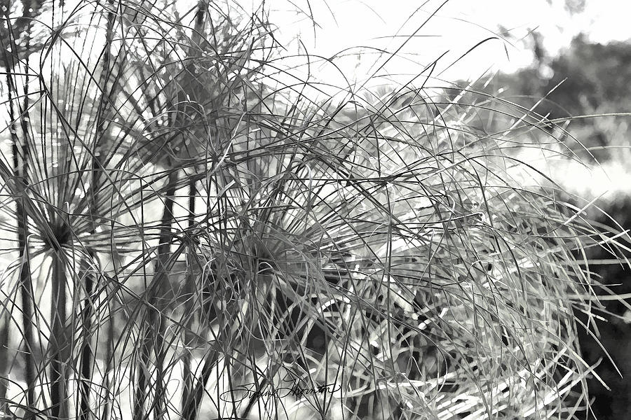 Papyrus Black and White Photograph by Sylvia Thornton