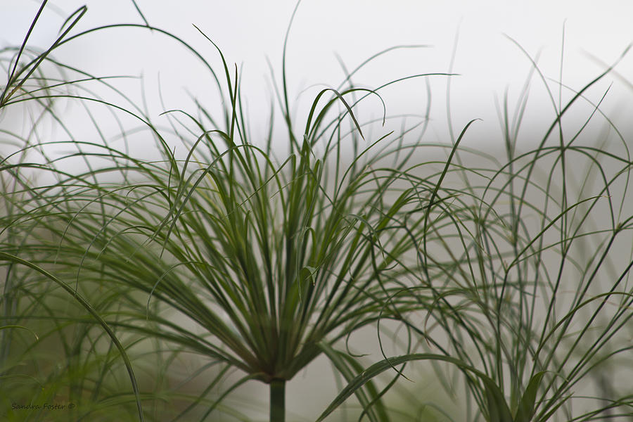 Papyrus In The Fog  Photograph by Sandra Foster