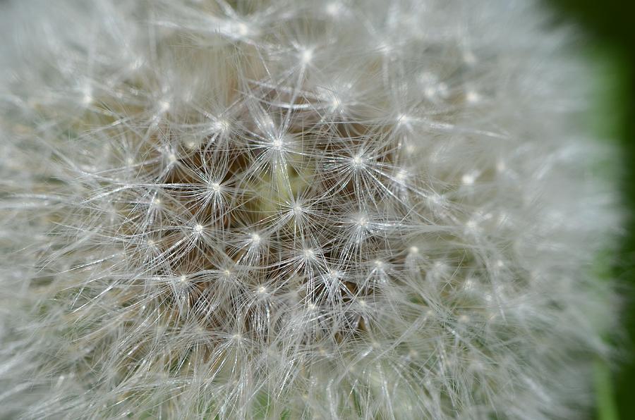 Parachute Detail Photograph by Jessica Davis - Fine Art America