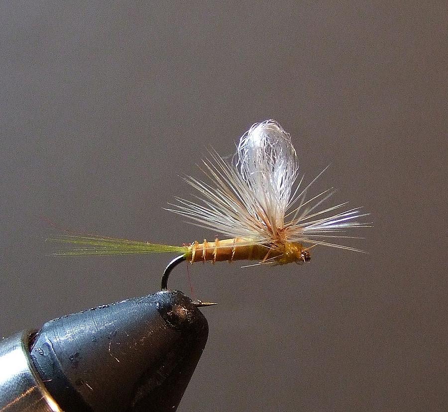 Fly Photograph - Parachute Dry Fly by Phil And Karen Rispin