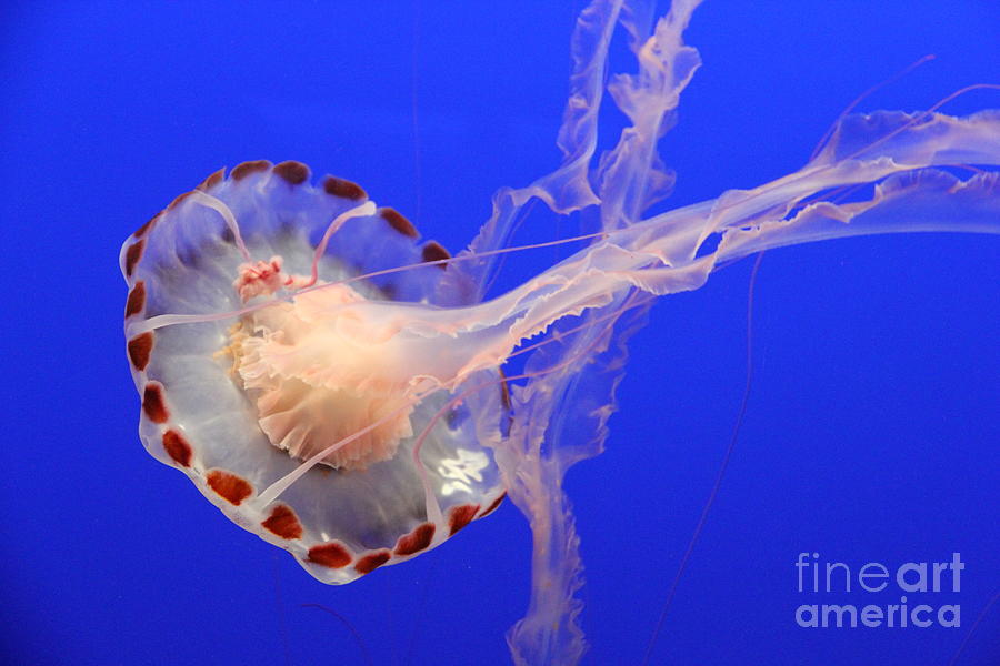 Parachute Of The Medusa Jelly Photograph by Christiane Schulze Art And Photography