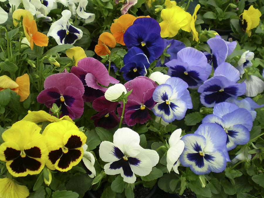 Parade of Pansies Photograph by Mary Sablovs - Fine Art America