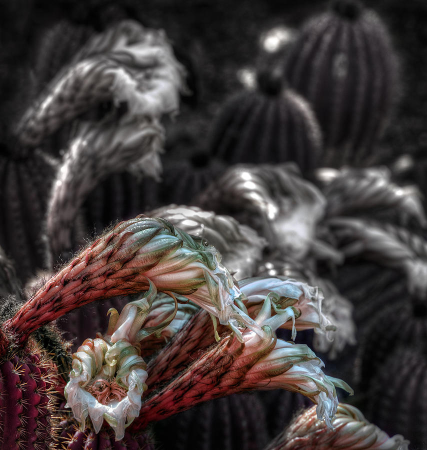 Flower Photograph - Parade of the Triffids by Wayne Sherriff