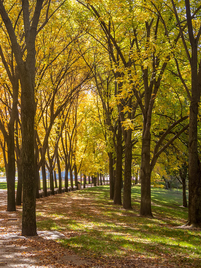 Parade of Trees Photograph by David Coblitz