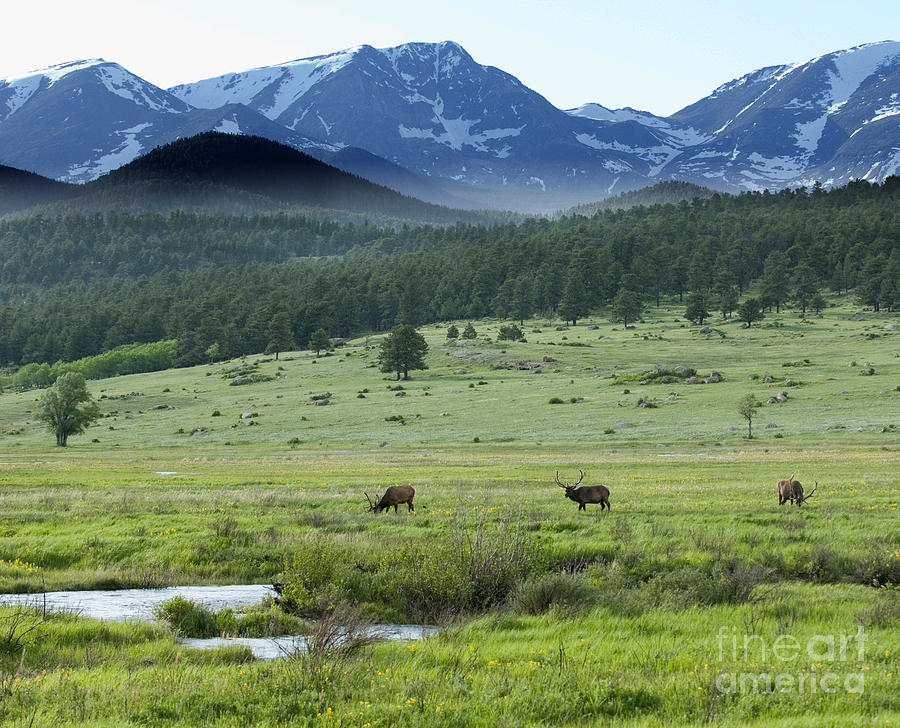 Rocky Mountain National Park Photograph - Paradise by Bon and Jim Fillpot