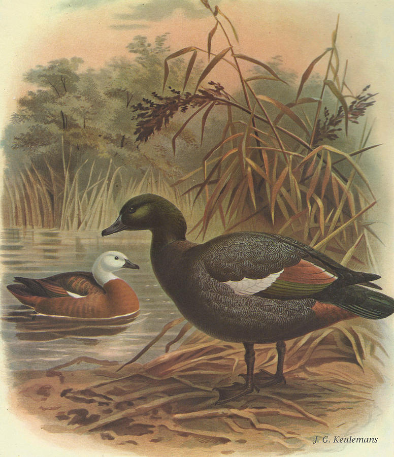 John James Audubon Painting - Paradise Duck by Dreyer Wildlife Print Collections 