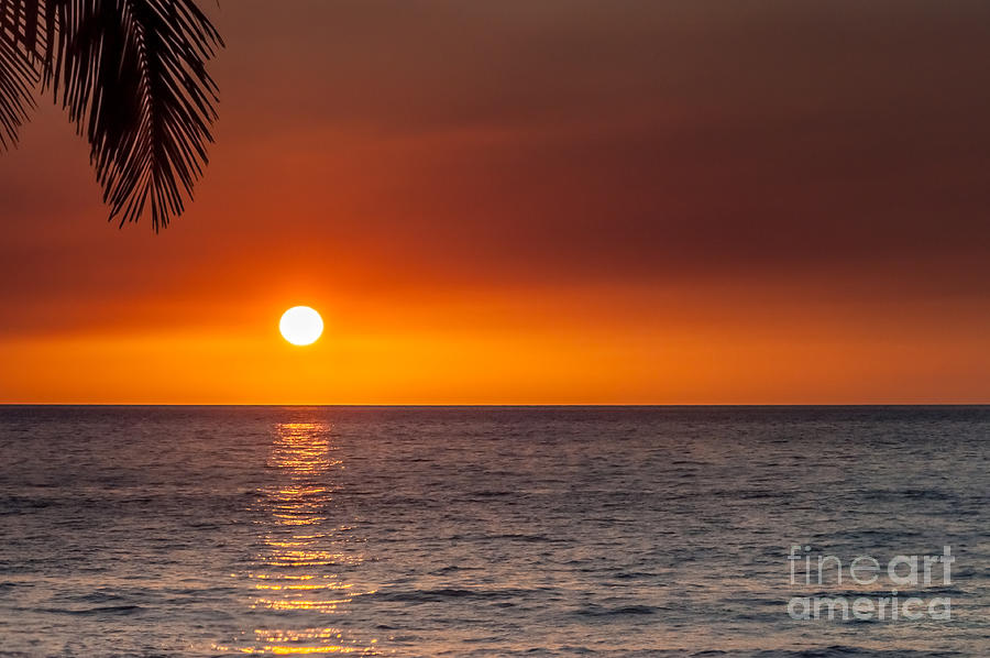 Paradise Essentials Photograph