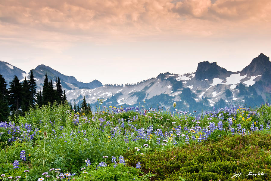 Paradise Meadows and the Tatoosh Range Photograph by Jeff Goulden