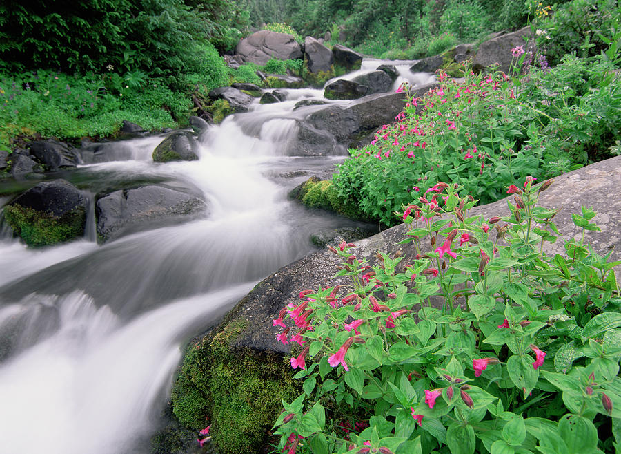 Paradise River and Spring Wildflowers Photograph by Tim Fitzharris