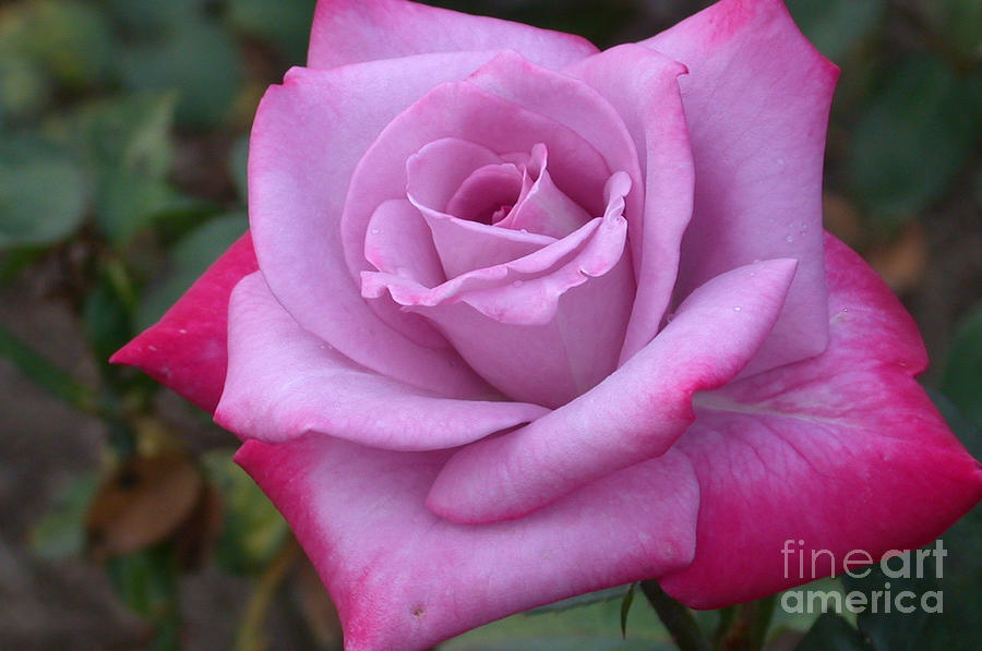 Rose Photograph - Paradise Rose by Living Color Photography Lorraine Lynch