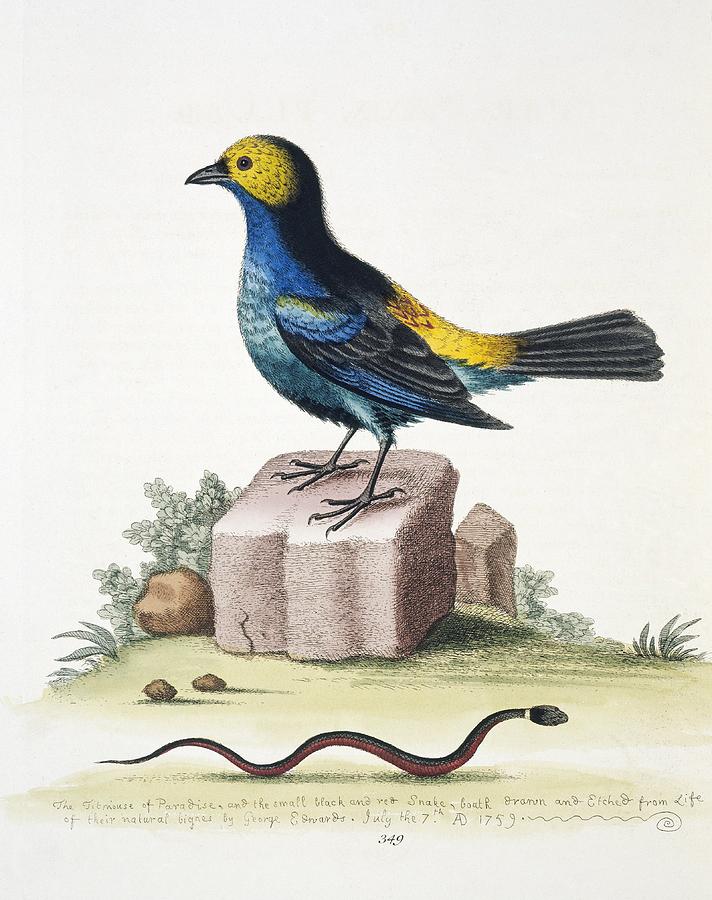Snake Photograph - Paradise tanager, 18th century by Science Photo Library