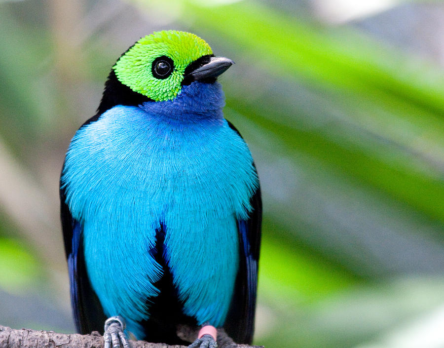 Paradise Tanager Photograph by Nathan Rupert