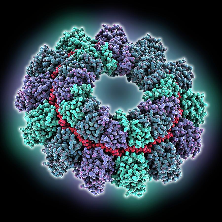 Parainfluenza Virus 5 Nucleoprotein Photograph by Laguna Design/science