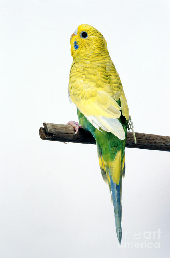 Parakeet Photograph - Parakeet by Aaron Haupt