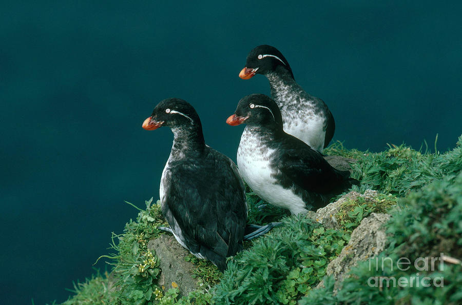 Parakeet Auklet Photograph by Art Wolfe