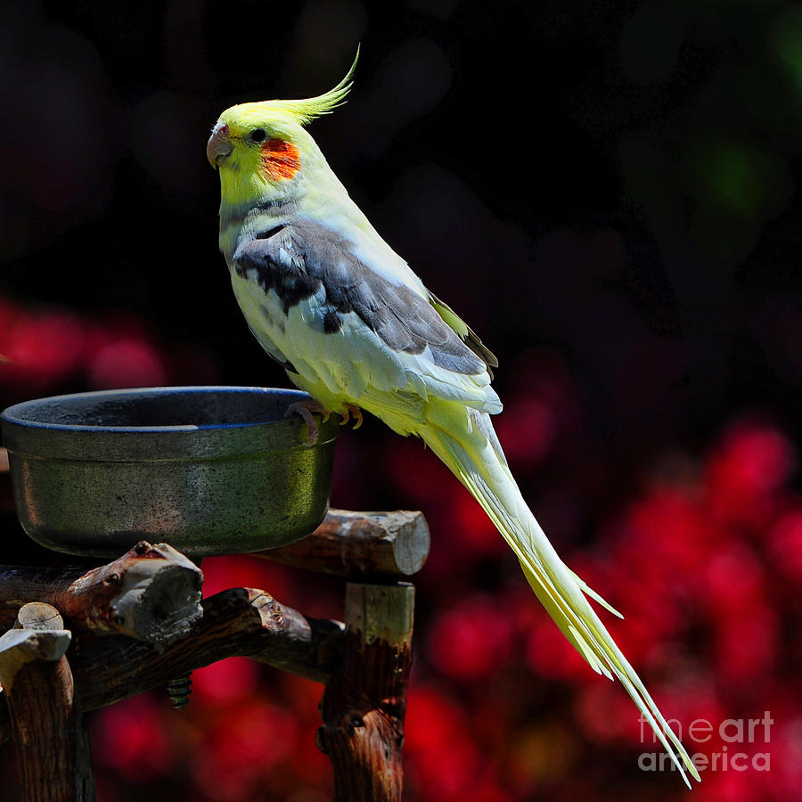 Parakeet Bird Photograph by Peter Dang