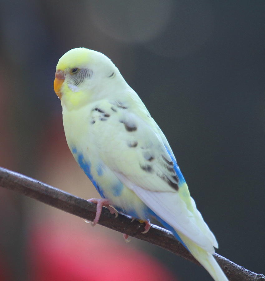 Parakeet Photograph - Parakeet by Cathy Lindsey