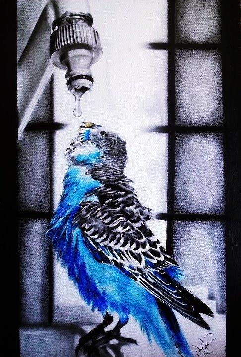 Parakeet Drinking Water Drawing by Desire Doecette