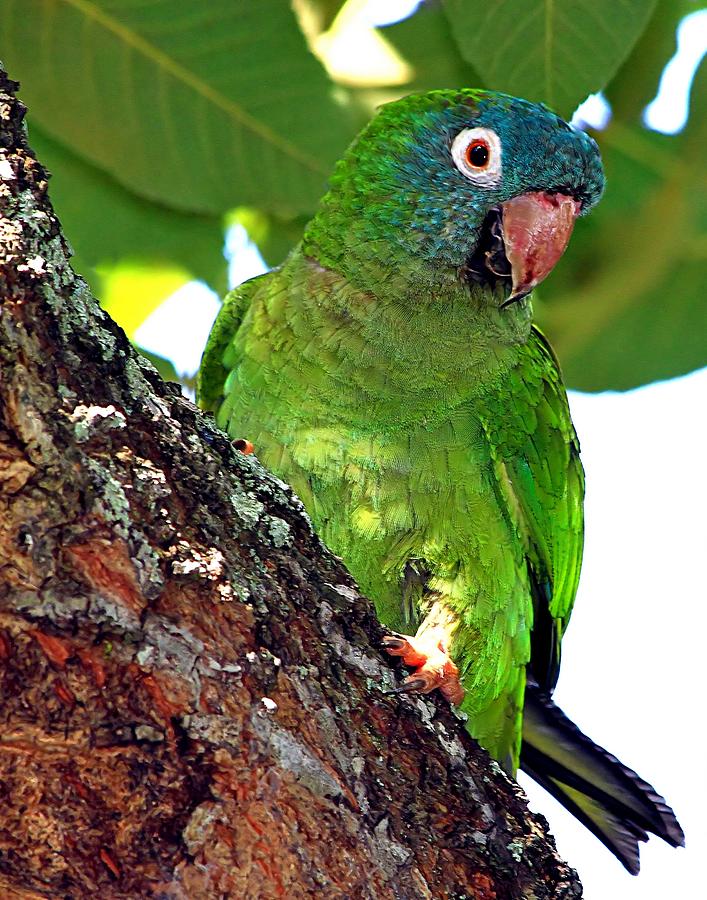 Parakeet Photograph - Parakeet IN A Tree by Ira Runyan