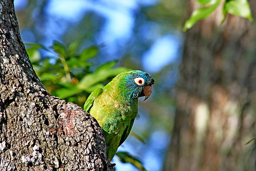 Parakeet Photograph - Parakeet in the Park by Ira Runyan