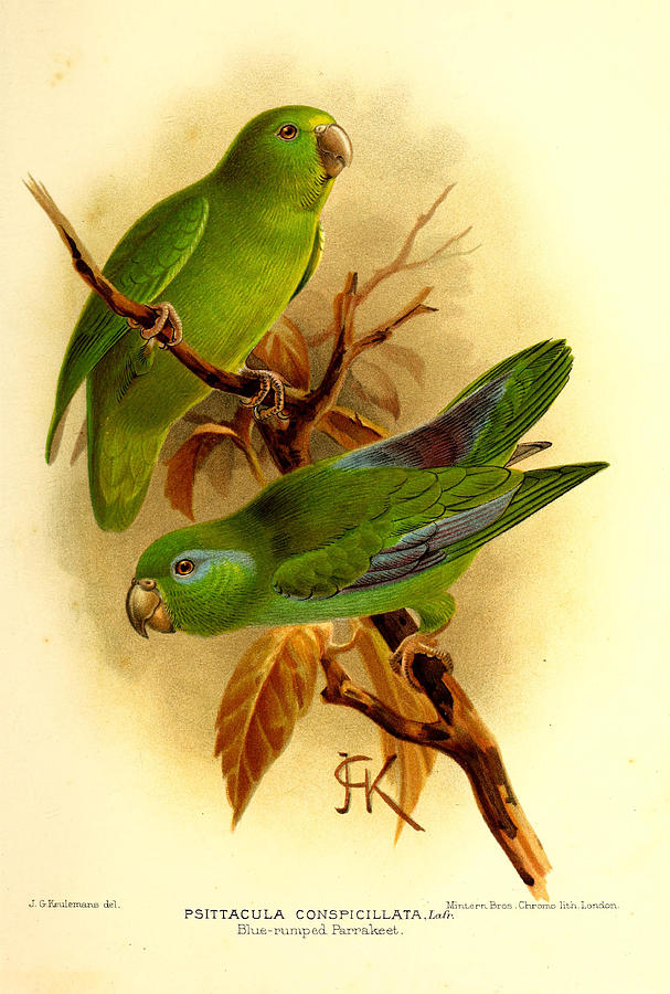 John James Audubon Painting - Parakeet by Dreyer Wildlife Print Collections 