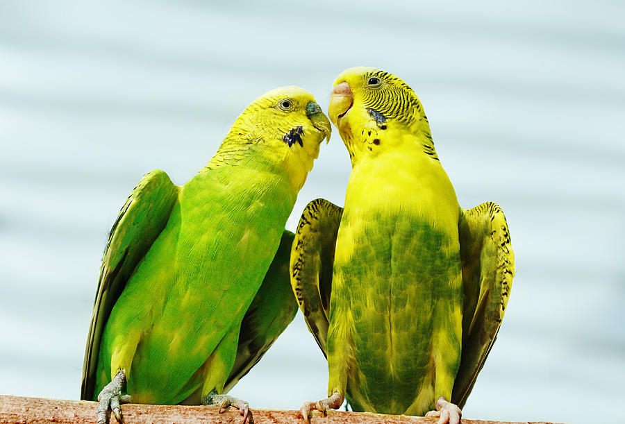 Parakeet Love Photograph by Abram House