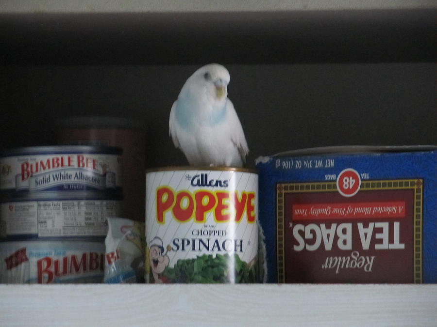 Parakeet Missie Supervising Kitchen Photograph by Lisa Boyd