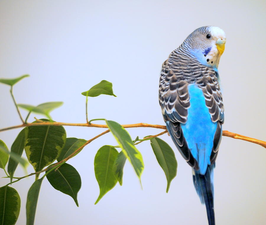 Parakeet on a branch Photograph by Nathan Abbott