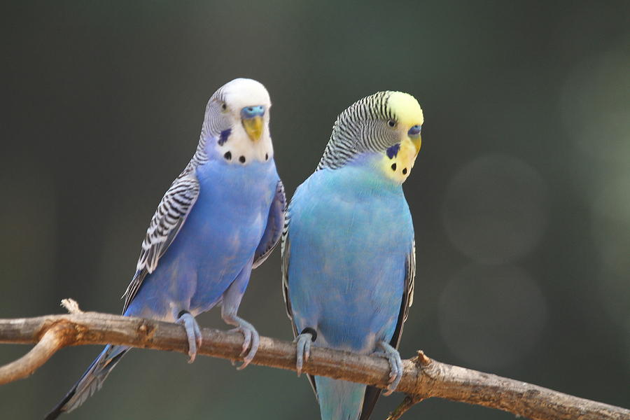 Parakeet Photograph - Parakeet Pair 5 by Cathy Lindsey
