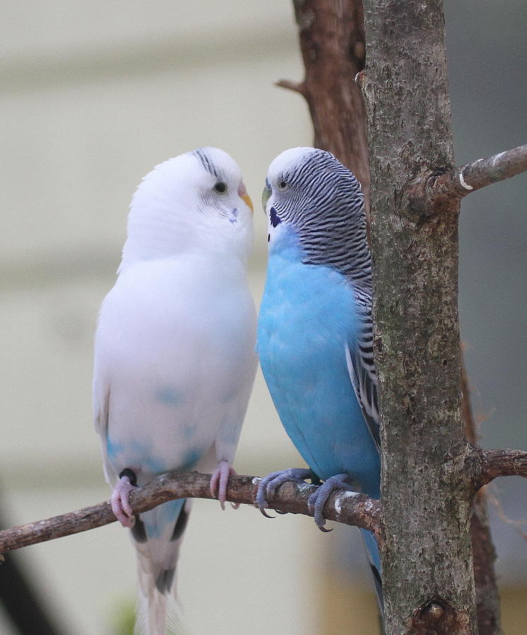 Parakeet Pair 7 Photograph by Cathy Lindsey